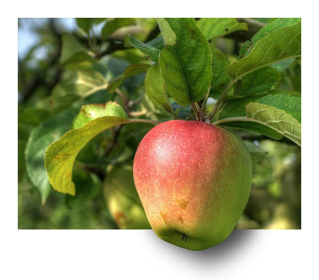 Guide til æbletræ-espaliering
